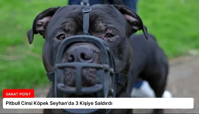 Pitbull Cinsi Köpek Seyhan’da 3 Kişiye Saldırdı