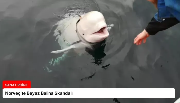 Norveç’te Beyaz Balina Skandalı