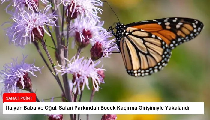 İtalyan Baba ve Oğul, Safari Parkından Böcek Kaçırma Girişimiyle Yakalandı