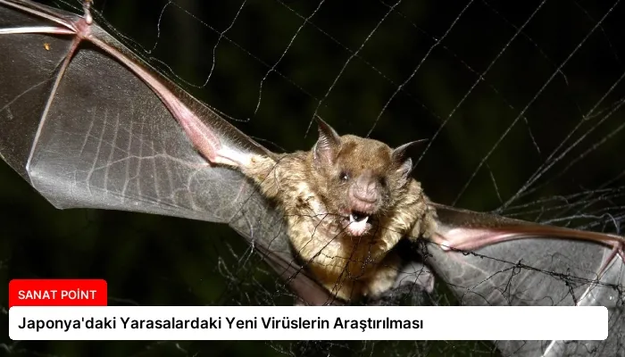 Japonya’daki Yarasalardaki Yeni Virüslerin Araştırılması