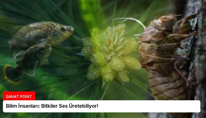 Bilim İnsanları: Bitkiler Ses Üretebiliyor!