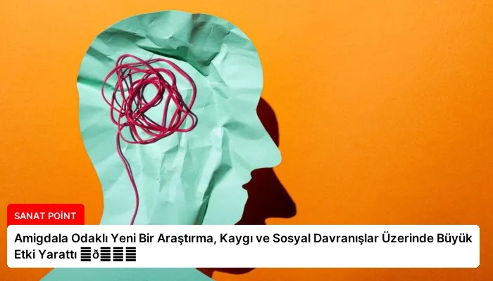 Amigdala Odaklı Yeni Bir Araştırma, Kaygı ve Sosyal Davranışlar Üzerinde Büyük Etki Yarattı ⏬👇