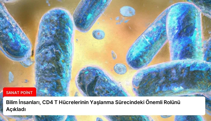 Bilim İnsanları, CD4 T Hücrelerinin Yaşlanma Sürecindeki Önemli Rolünü Açıkladı