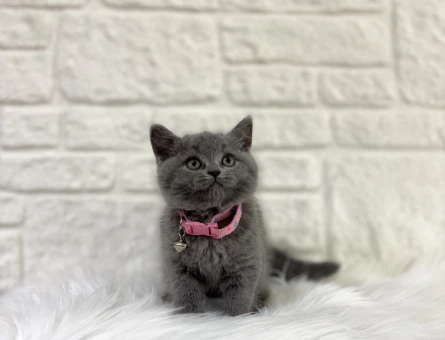 British Shorthair Irkı Ve Merak Edilenler